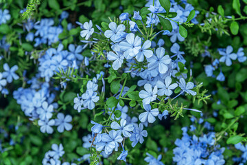 floral background of flowering Plumbago auriculata close up