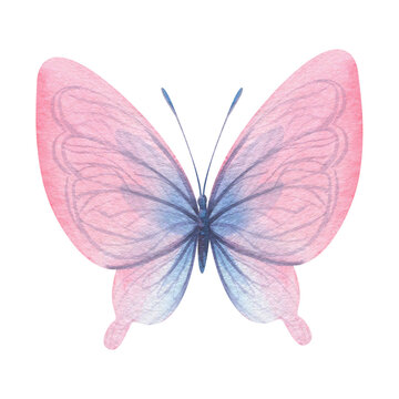 Butterfly are pink, blue, lilac, flying, delicate with wings. Hand drawn watercolor illustration. Isolated element on a white background, for design.