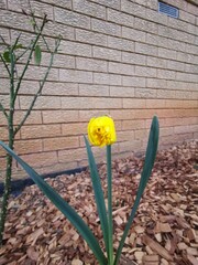 Beautiful yellow Narcissus daffodil flower