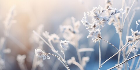 Close-Up of Rime on Plants - Hoarfrost Creating a Natural Background - Capturing the Intricate Beauty of Nature's Frosty Touch