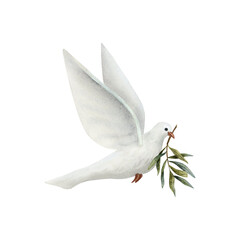 Dove of Peace with olive tree twig watercolor illustration isolated on white background. White flying pigeon bird for pacific symbols designs - obrazy, fototapety, plakaty
