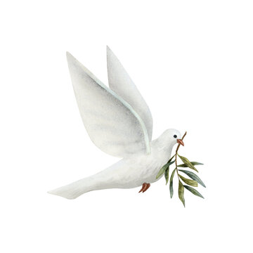 Dove of Peace with olive tree twig watercolor illustration isolated on white background. White flying pigeon bird for pacific symbols designs