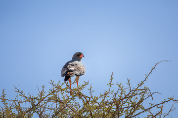 Lone male pygmy falcon perched on shrub against bright blue sky, Etosha National Park, Namibia