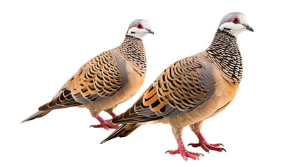 Fototapeta na wymiar Two Birds Standing Together on a White Surface on a transparent background PNG