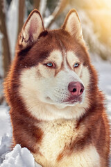 Beautiful red husky dog with blue eyes. Closeup winter portrait of a Siberian husky dog in sunny snowy forest.