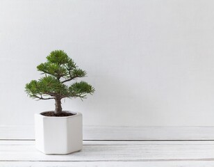 Simple bonsai still life.
