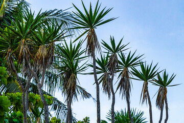 Tropical natural palm tree coconuts blue sky in Xcalacoco Mexico.