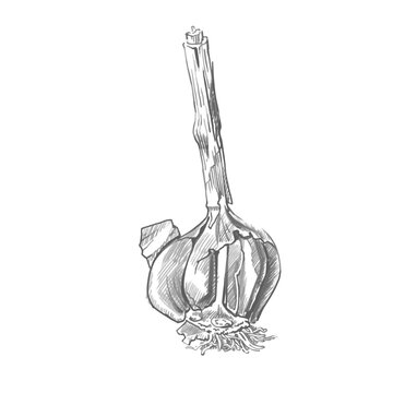 Garlic graphic drawing. Monochrome drawing of garlic. Botanical illustration, pencil sketch. Vector for printing on packaging, dishes, display cases and other printing. Grayscale, detailed image
