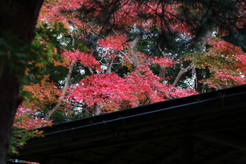 秋の鎌倉。一条恵観(ｴｶﾝ)山荘の紅葉。