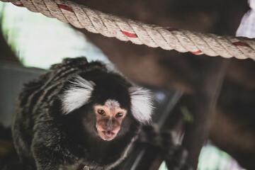 he common marmoset (Callithrix jacchus) also called white-tufted marmoset or white-tufted-ear marmoset is a monkey. couple of Callithrix jacchus - Powered by Adobe