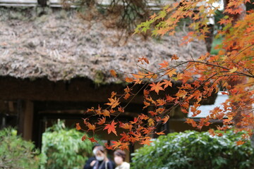 秋の鎌倉。一条恵観(ｴｶﾝ)山荘の紅葉。茅葺屋根と紅葉。