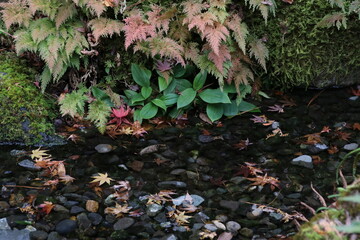秋の鎌倉。一条恵観(ｴｶﾝ)山荘の紅葉。庭の小川に流れる落ち葉。