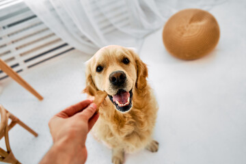 Care for pet. Crop of male hand offering treat cookie to obedient golden retriever. Adorable adult...