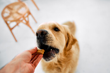 Feeding pet. Close up of male hand giving delicious treats to pedigree golden retriever at modern...