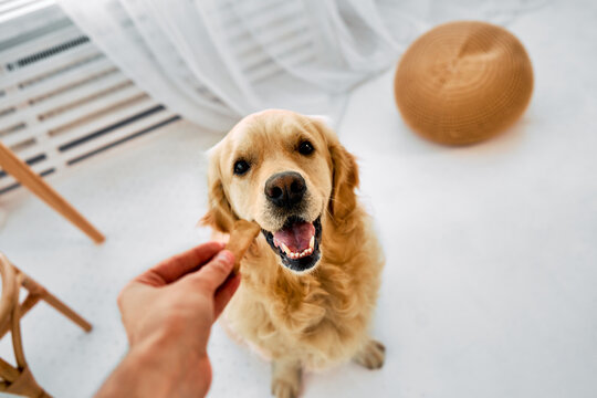 Care for pet. Crop of male hand offering treat cookie to obedient golden retriever. Adorable adult dog receiving reward from male keeper during common time spending at home.
