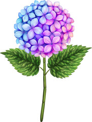 Beautiful hydrangea png. Pink violet flower with stem and leaf. Realistic high quality hand drawn botanical illustration isolated on white. Clip art for romantic pretty wedding invitation, greeting