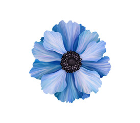 Beautiful anemone. Blue flower. Realistic high quality hand drawn botanical illustration isolated on white. Clip art for romantic pretty wedding invitation, greeting card, cosmetic.