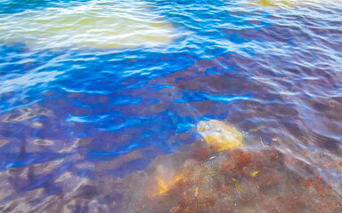 Fototapeta na wymiar Stingray electric ray rays swimming close to beach in water.