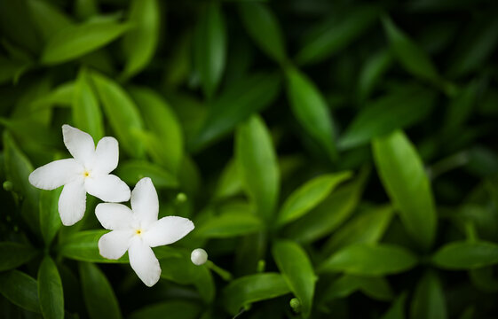 Jasminum sambac or bunga melati (Arabian jasmine or Sambac jasmine) is a species of jasmine native to tropical Asia.