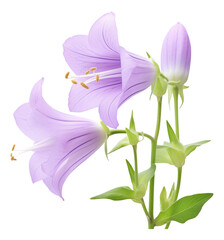 purple bellflower isolated on white background
