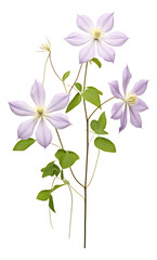 pouple pink clematis flowers isolated on white