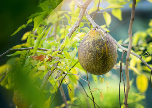 Limonia acidissima or Wood-apple or Elephant-apple