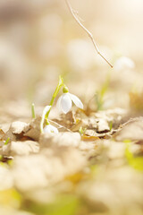 Kwiaty wiosenne, białe przebiśniegi i rozmyte tło, ujęcie z przodu