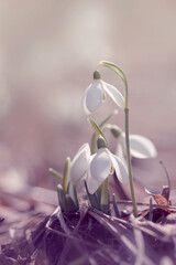 Kwiaty wiosenne, białe przebiśniegi i rozmyte tło, ujęcie z przodu