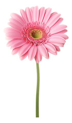 pink gerber daisy isolated