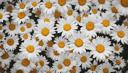 Wall of bright daisy flowers background

