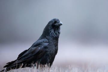 Bird beautiful raven Corvus corax North Poland Europe
