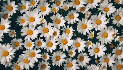 Wandaufkleber Wall of bright daisy flowers background   © abu
