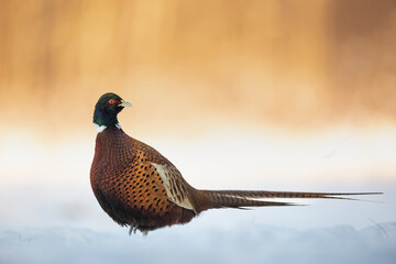 Bird - Common pheasant Phasianus colchius Ring-necked pheasant in natural habitat wildlife Poland...