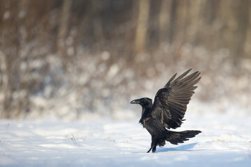 Bird beautiful raven Corvus corax North Poland Europe