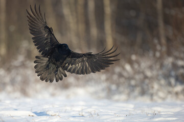 Bird beautiful raven Corvus corax North Poland Europe