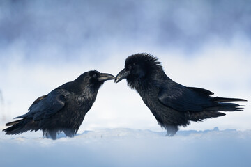 Bird beautiful raven Corvus corax North Poland Europe