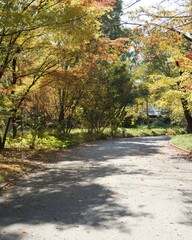 公園の紅葉