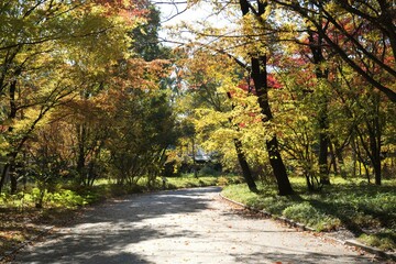 公園の紅葉