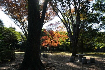 Fototapeta premium 公園の紅葉