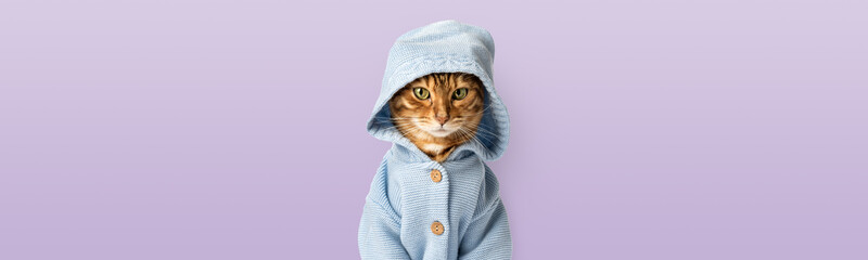 Funny cat in clothes against a purple wall.
