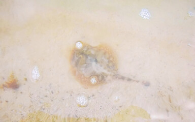 Stingray electric ray rays swimming close to beach in water.