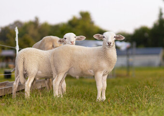 Fototapeta premium Katahdin sheep lamb twins looking at the camera on a green pasture in North Carolina.