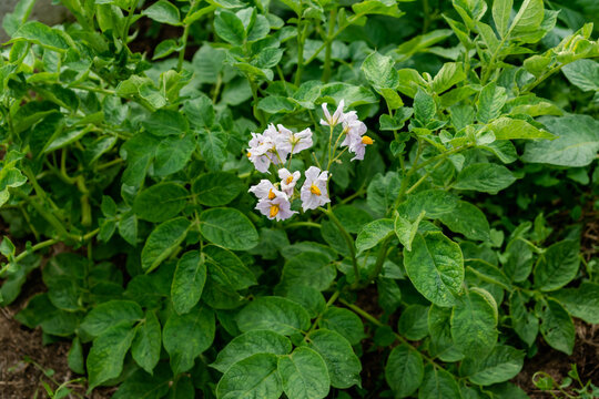 Potato flowers and leaves, potatoes grown above ground, malum terrae