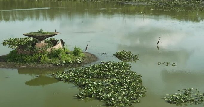 Heron Birds Standing in Shallow Water With Aquatic Vegetation In Spile Lake, Missouri, United States. Aerial Shot 
