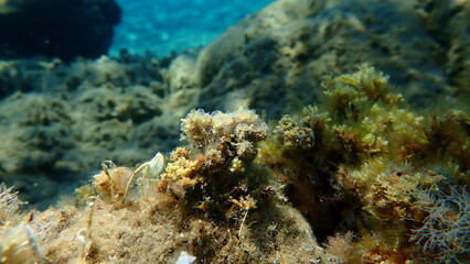 Naklejka na ściany i meble Encrusting colonial ascidian form or tunicate Diplosoma spongiforme undersea, Aegean Sea, Greece, Halkidiki 