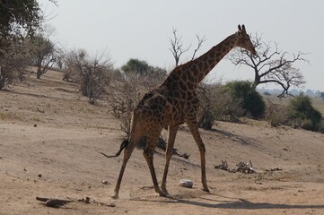 giraffe in the savannah