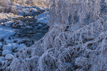 Fabulous beauty of snow-covered trees and a mountain river on a winter morning