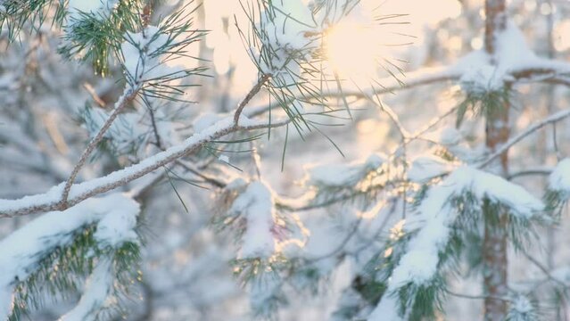 Frozen iced branches of pine tree against sun during sunny day in winter. Macro close up view of evergreen trees covered by snow. Winter forest. Plants in the wood at frosty weather. Nature landscape