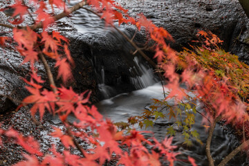 滝と紅葉