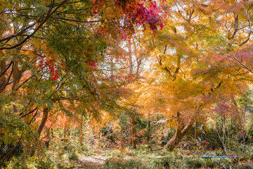 紅葉の森